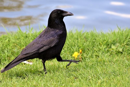 crow  raven bird  raven