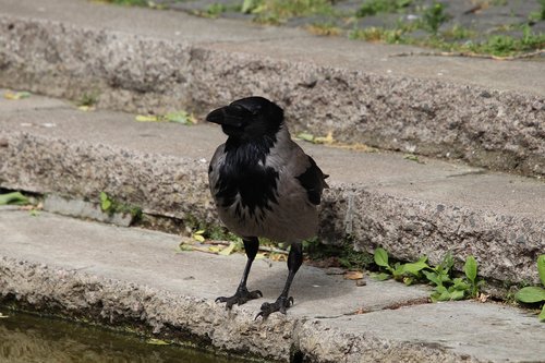 crow  raven  bird
