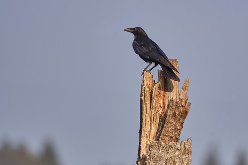 crow  log  birds