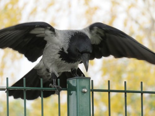 crow  raven  raven bird