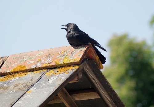 crow  perched  bird