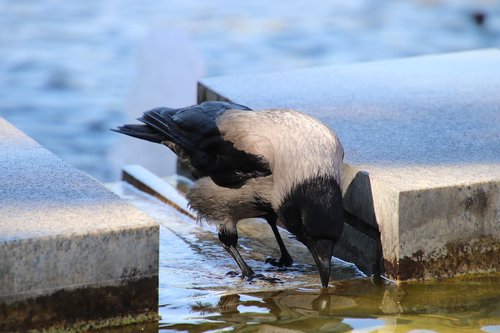 crow  water  drink