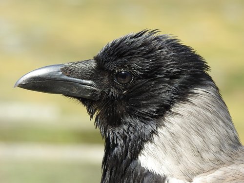 crow  head  bill