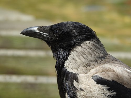 crow  head  bill