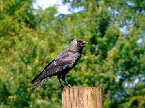 crow  bird  black