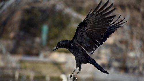 crow  fly  winter