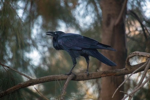 crow  bird  black
