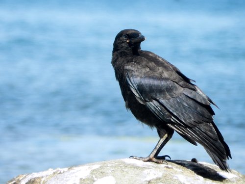 crow  bird  raven bird
