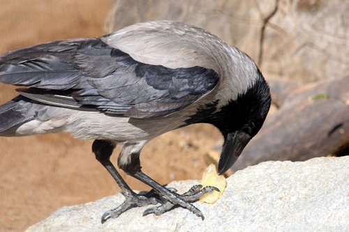 crow  hoodie  bird