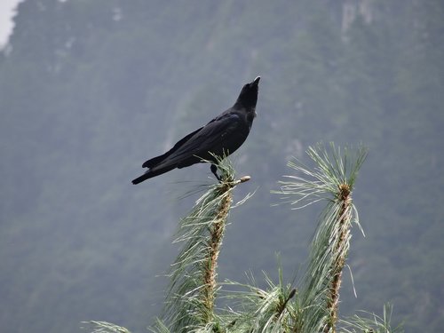 crow  bird  tree