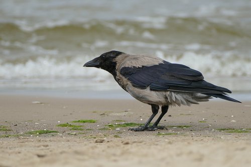 crow  bird  nature