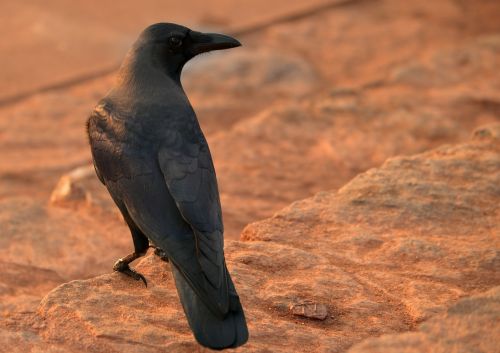 crow raven black