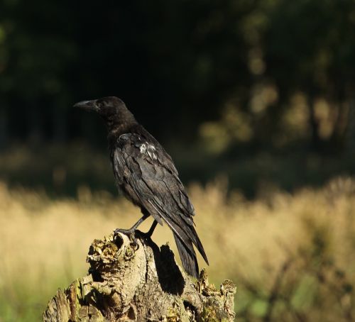 crow raven bird jackdaw
