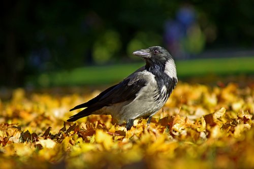 crow  bird  nature