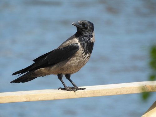 crow  summer  animal life