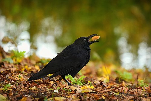 crow  bird  animal