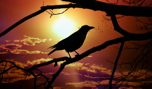 crow  bird  animal