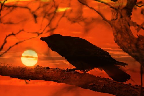 crow  bird  perched
