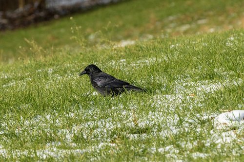 crow  grass  bird