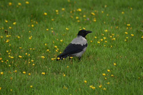 crow  bird  grass