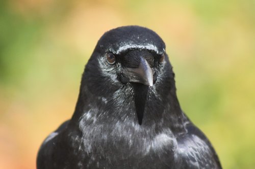 crow  portrait  pose