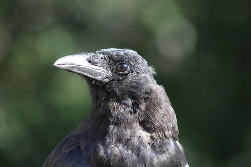 crow  profile  pose