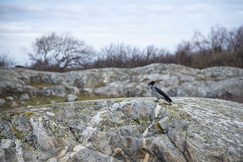 crow  bird  cliffs