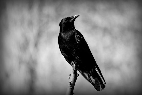 crow  bird  corvus
