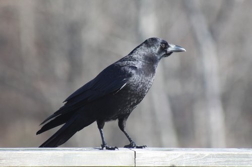 crow  railing  standing