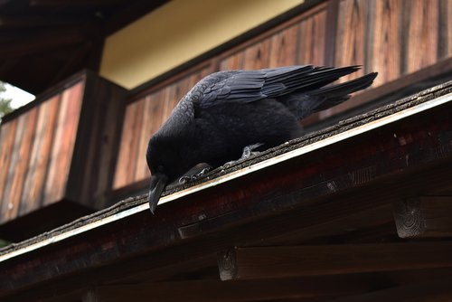 crow  japan  bird