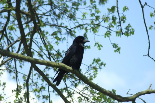 crow bird sky