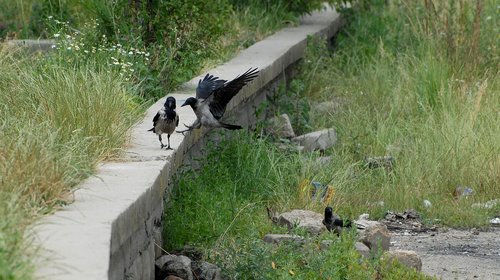 crow  birds  raven