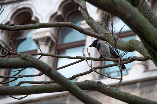 crow  bird  buda castle