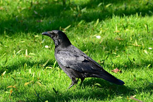 crow  bird  animal