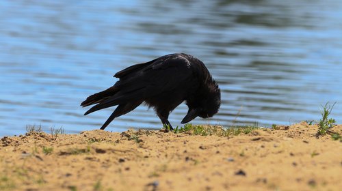 crow  bird  black