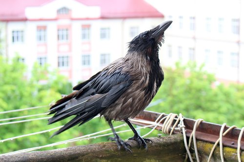 crow  bird  balcony