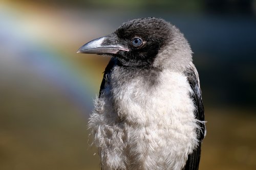 crow  young bird  bill
