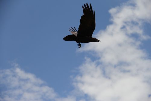 crow raven bird