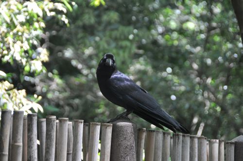 crow black bird black