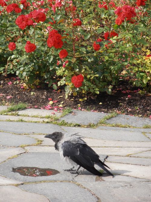 crow rose flowers