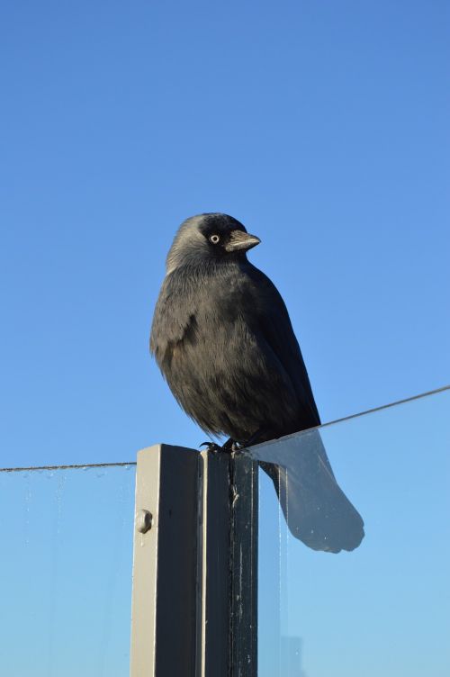crow jackdaw black