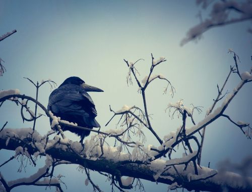 crow winter bird