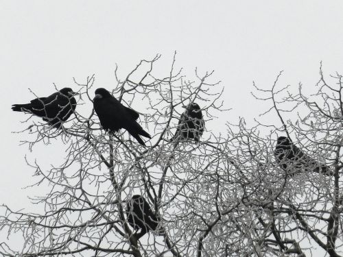 crow winter wintry