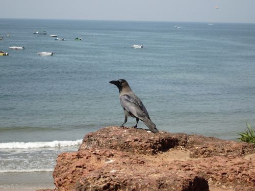 crow bird india