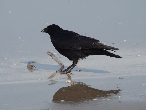 crow eating shell