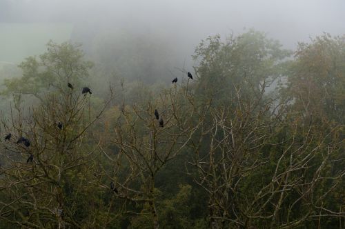 crow forest fog