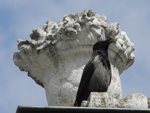 crow black bird sit
