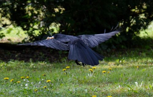 crow raven raven bird