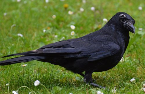 crow raven raven bird