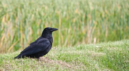 crow raven bird